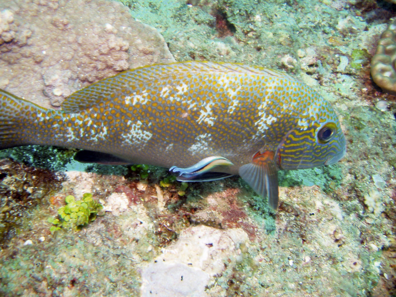 Plectorhinchus flavomaculatus (Gaterino reticolato)